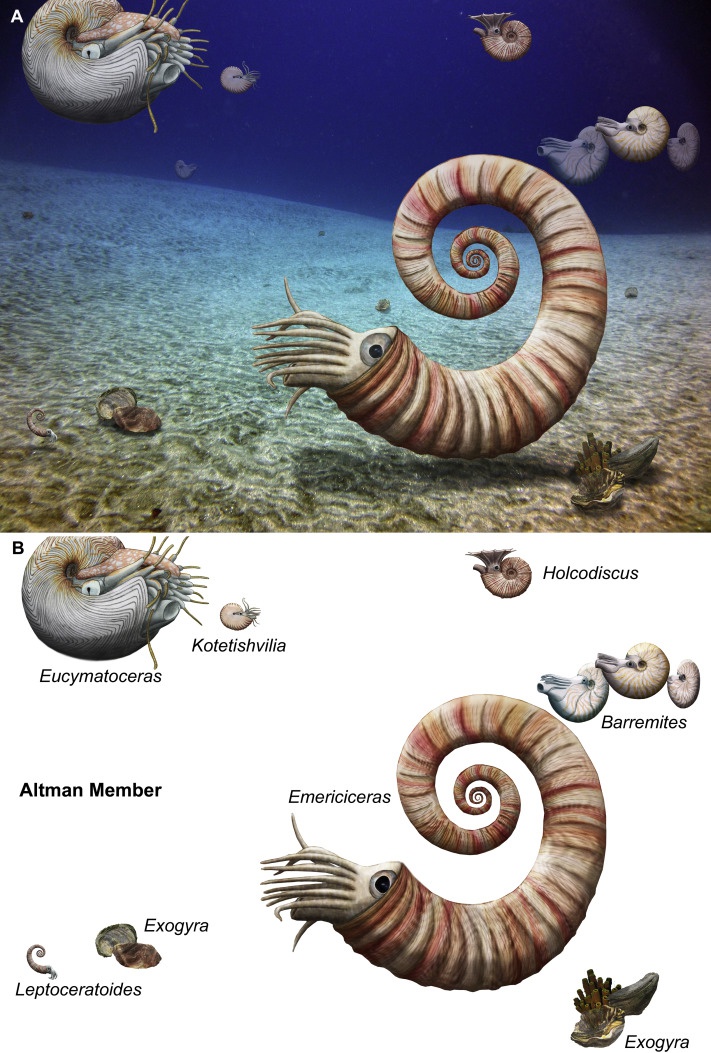 nautilus sp s7-3