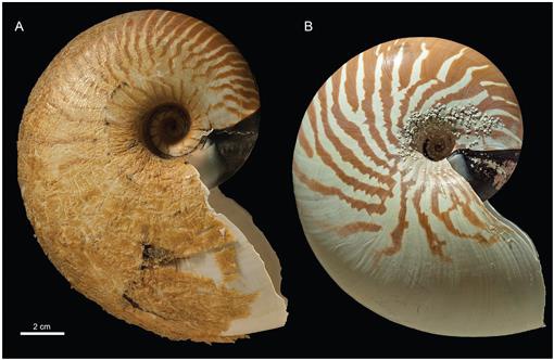 nautilus sp s7-6
