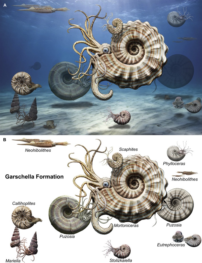 nautilus sp s7-7