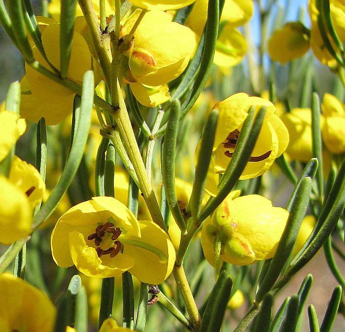 senna sp-6