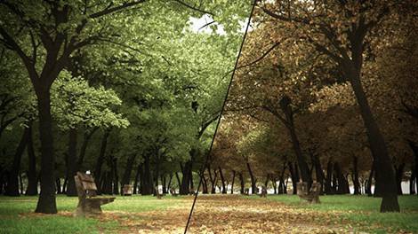 forest pack-6